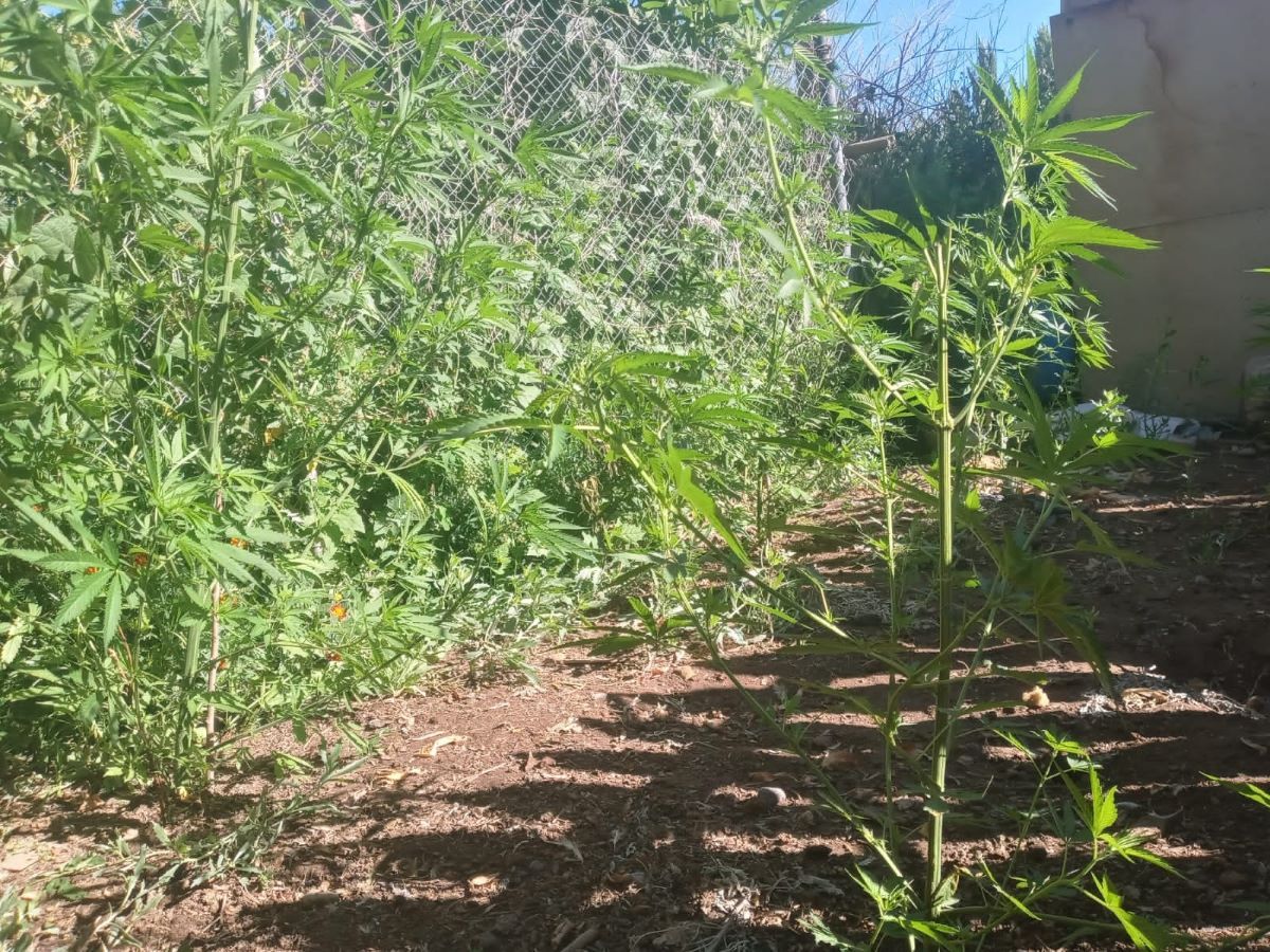 La policía rionegrina ha realizado numerosos secuestros de plantas de marihuana en las últimas semanas. En Cinco Saltos le habían robado siete ejemplares a un cultivador habilitado.&nbsp;