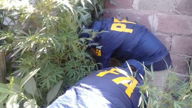 Mano dura: secuestraron una planta de marihuana en un baldío