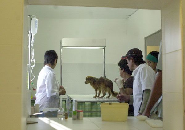 Más de 600 esterilizaciones en el año