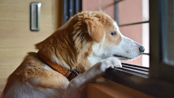 Los perros tienen una crisis al llegar a la mediana edad