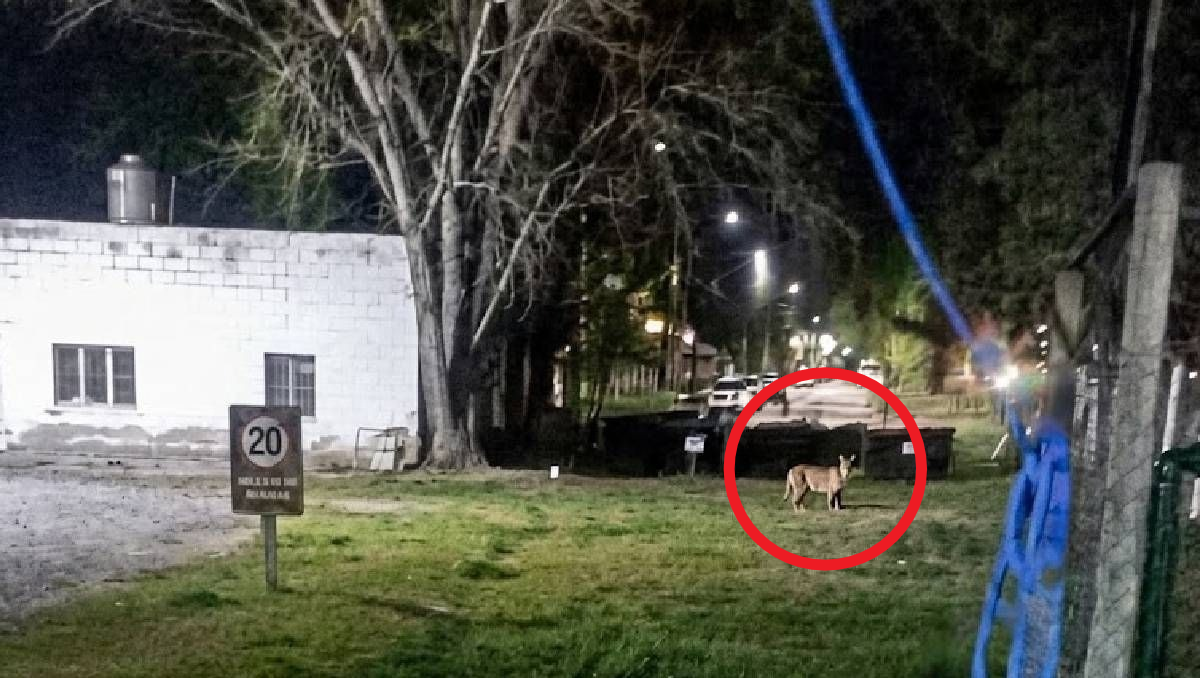 Hacemos recorrido cada una hora, nunca vimos algo así, reconoció el sereno tras la aparición del puma.