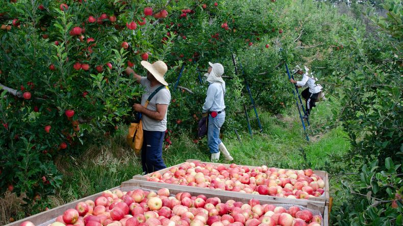 Brasil: Frío histórico impulsará la cosecha de manzanas en 2026