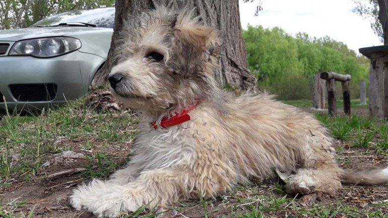 Escribió una conmovedora carta para su perro perdido