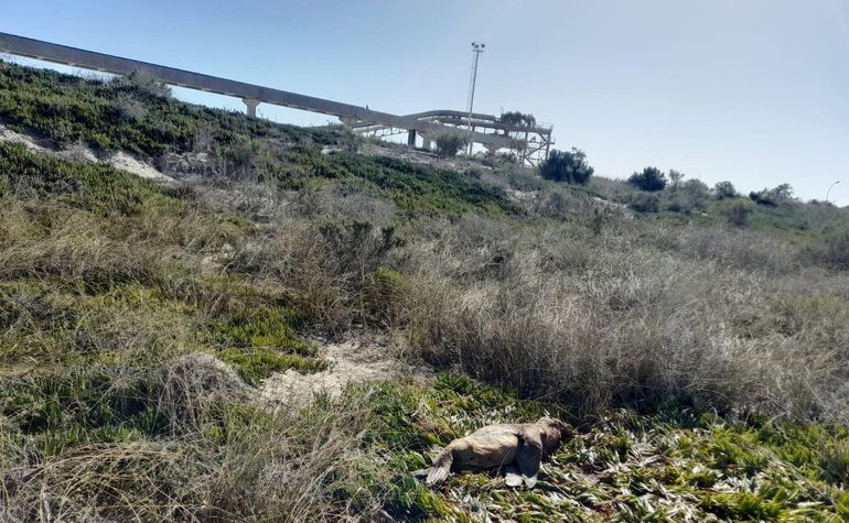 Perros callejeros mataron a mordiscos a un lobo marino en San Antonio