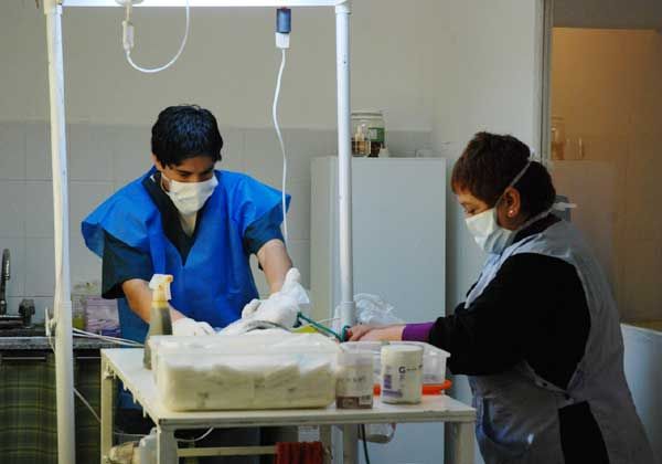 Esterilizan perros y gatos en La Paz