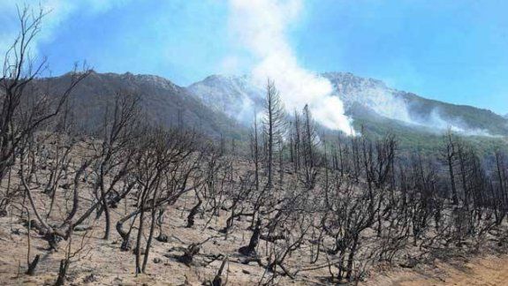 El senado aprobó proyecto que protege a los bosques nativos