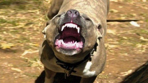 Un Pitbull se escapó de su casa y atacó a una vecina 