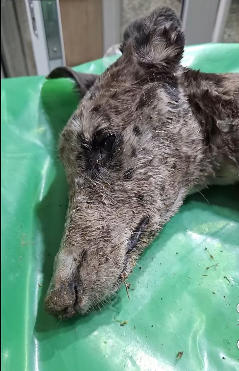 Las dos cachorras fueron encontradas en un estado extremo de desnutrición