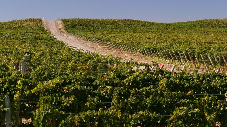 La reducción del área cultivada y una vendimia 2025 a la baja.