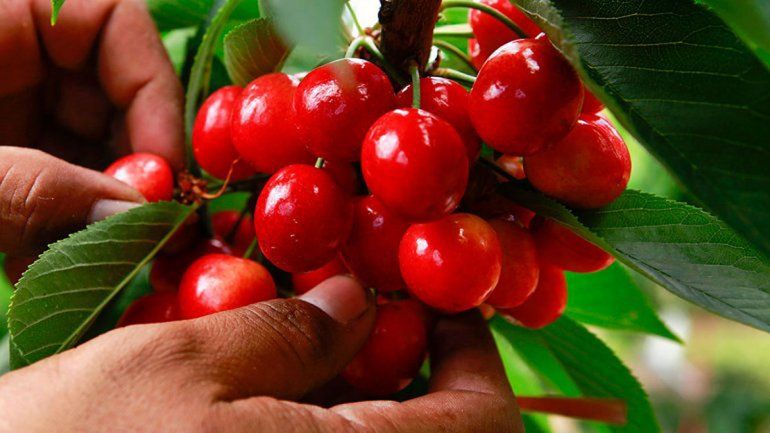 Río Negro gestionó financiamiento para duplicar la producción de cerezas y frutas finas