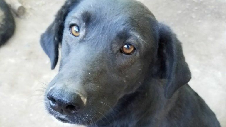 Amor animal: Zoonosis colaboró con castraciones y medicación para perros