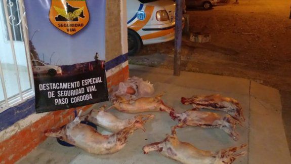 Decomisaron cargamento de pollos y corderos faenado
