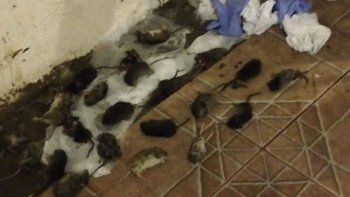 chile: toman medidas por una invasion de ratas en samore