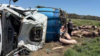 Con los animales por todos lados, la situación se descontroló en cuestión de minutos. Con los animales por todos lados, la situación se descontroló en cuestión de minutos.