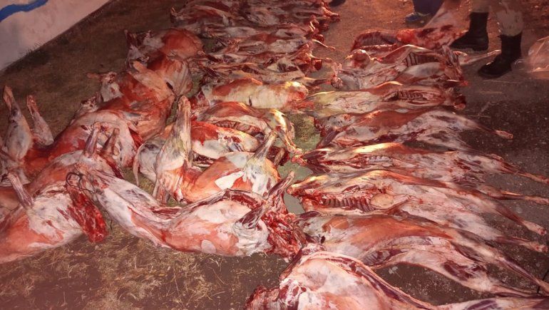 Transportaba 37 ovejas faenadas sin refrigeración: le decomisaron todo