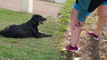El perro salvaje que ataca a los vecinos en el centro cipoleño.