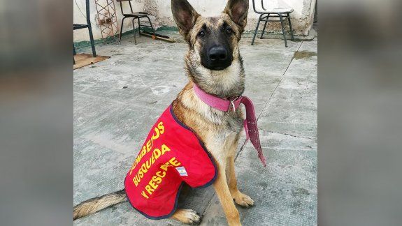 Buscan a una perra cipoleña especializada en rastrillajes