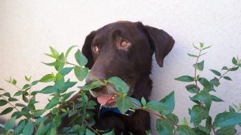 rescato a un perro al borde de la muerte y ahora le busca un hogar