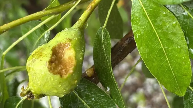 La Federación de Productores de Frutas de Río Negro y Neuquén exigió políticas públicas para mayor acceso a la malla antigranizo. La Federación de Productores de Frutas de Río Negro y Neuquén exigió políticas públicas para mayor acceso a la malla antigranizo.