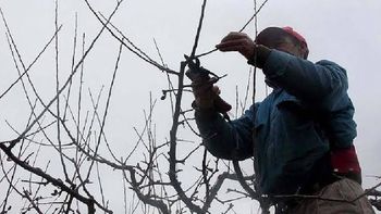 Un trabajador rural de Cinco Saltos cayó en altura mientras podaba, fue a la justicia y lo indemnizaron. 