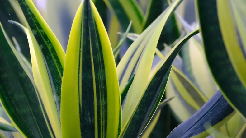 Poner un trozo de lengua de suegra en la maceta de otra planta tiene un beneficio sorprendente