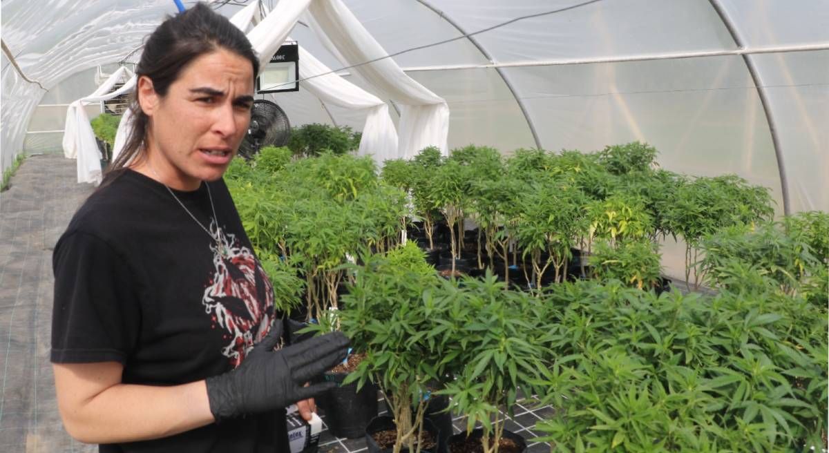 El INTA producirá cannabis medicinal para laboratorios de Rïo Negro y Neuquén.