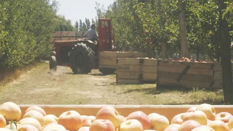 El Senasa emitió un alerta temprana por la carpocapsa