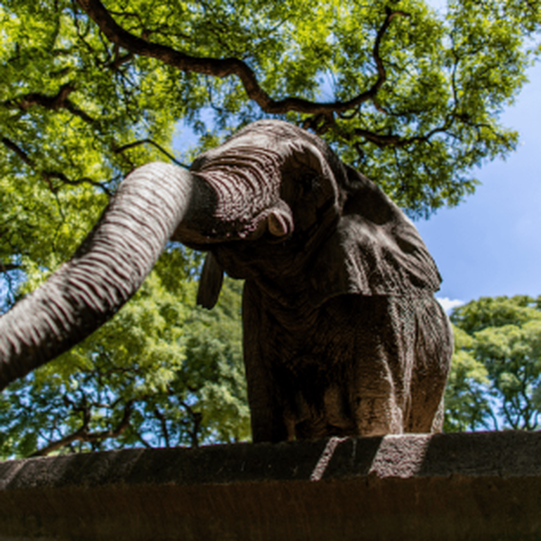Pupy llegó al zoológico Ecoparque de Buenos Aires en 1993 desde África, allí permaneció gran parte de su vida hasta cumplir 35 años.