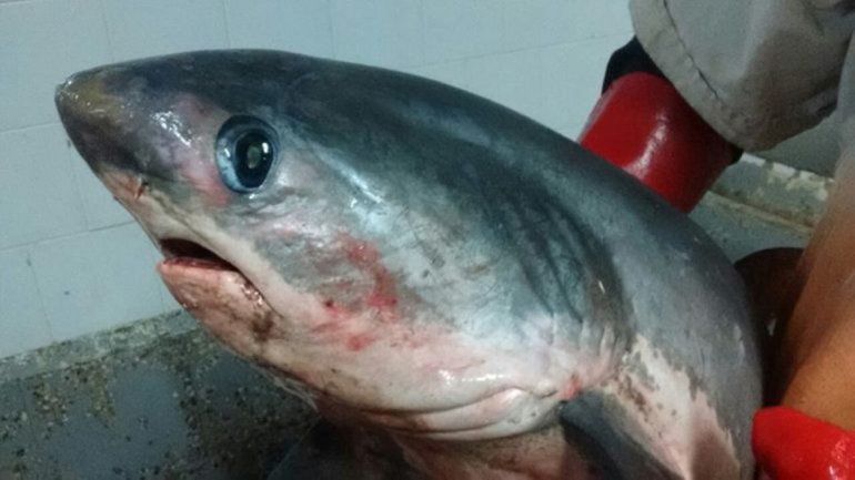 Pescaron un tiburón zorro, poco habitual en el golfo San Matías