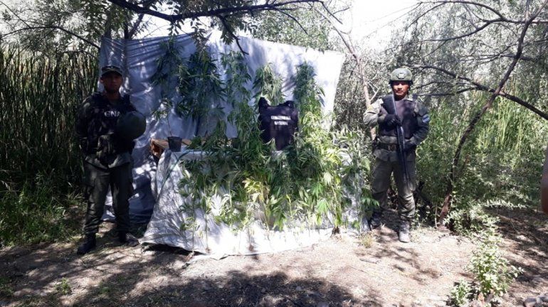Gendarmería Nacional secuestró plantación de marihuana en una chacra de la zona