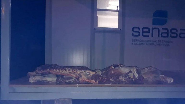 Escondía carne para contrabandear en el auto y lo atrapó la Policía en la Ruta 151
