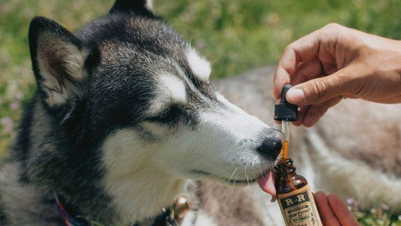 Proponen que animales no humanos accedan al cannabis medicinal