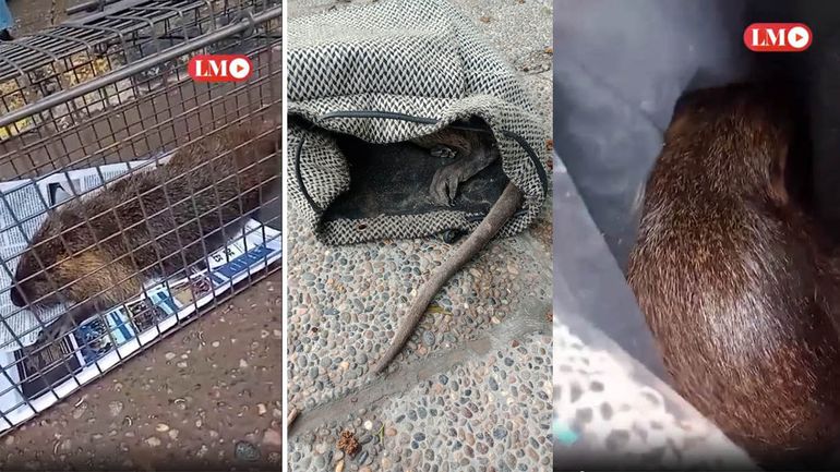 Insólito: hallan una nutria dentro de un bolso en pleno centro de Cipolletti