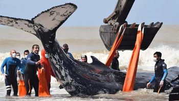 la principal hipotesis de la muerte de 15 ballenas en chubut