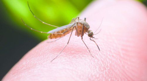 El mosquito que transmite el dengue se reproduce en aquellos pequeños charcos de agua que se acumulan.