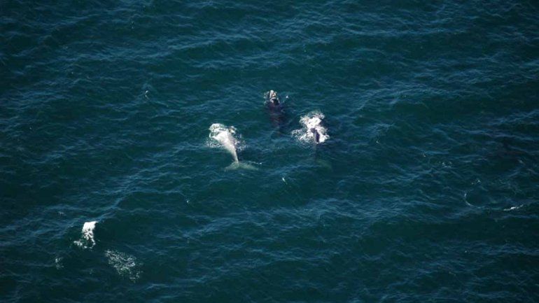 Creció la cantidad de ballenas que visitan la costa rionegrina