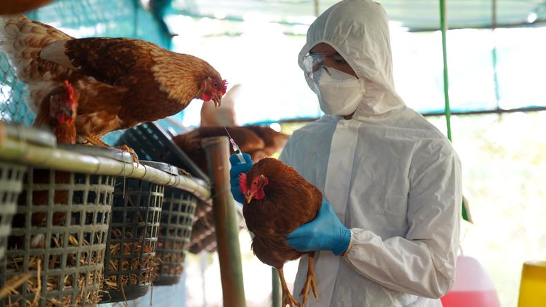 Un nuevo brote de influenza que compromete las exportaciones avícolas.