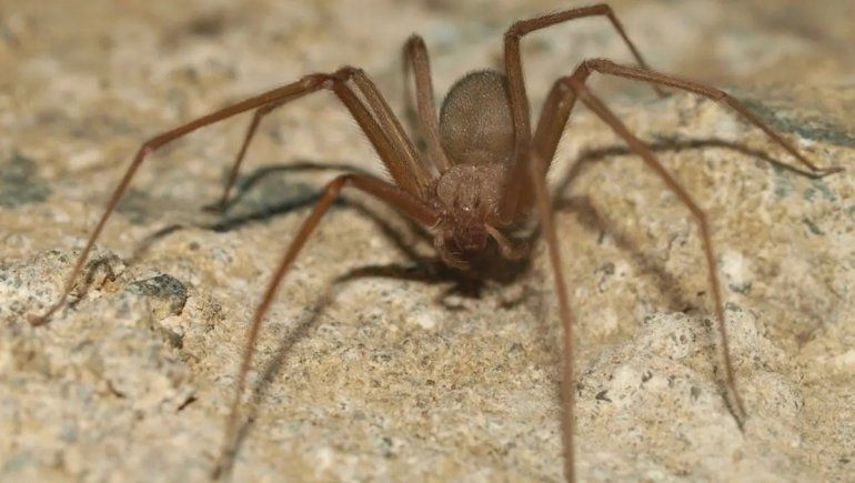 Río Negro: Salud recuerda medidas para prevenir picaduras de arañas