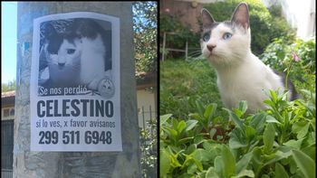 la increible historia del gato al que busca todo un barrio