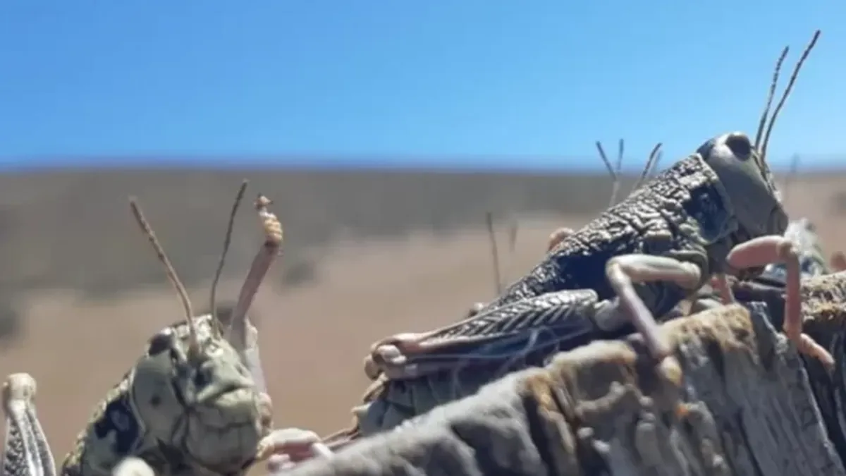 El mes de noviembre es el peor porque la especie entra en su etapa de reproducción.&nbsp;