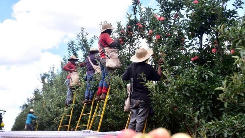 La cosecha de manzana en Brasil muestra mayor volumen, menos enfermedades fúngicas y un mercado interno que definirá el nivel de exportaciones en 2025. | LMCipolletti.com La cosecha de manzana en Brasil muestra mayor volumen, menos enfermedades fúngicas y un mercado interno que definirá el nivel de exportaciones en 2025.