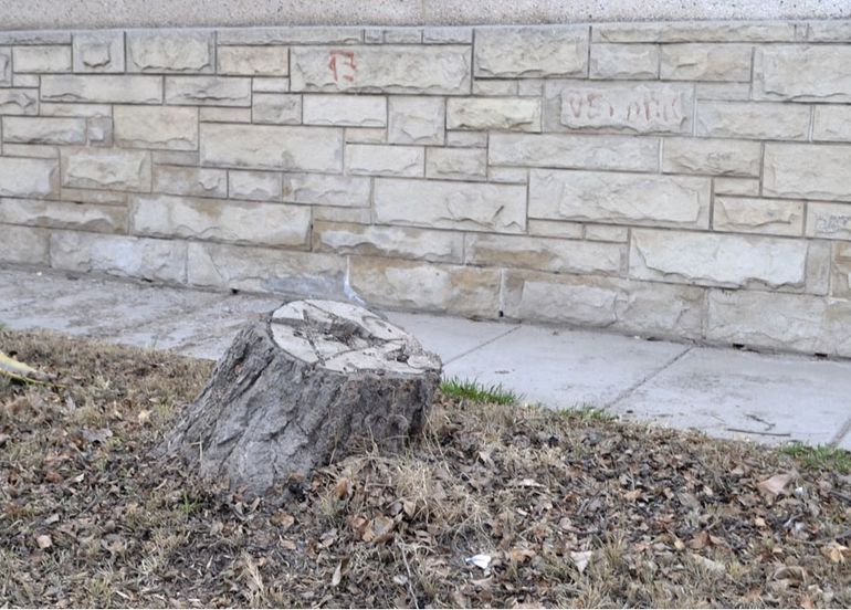 Ya son 60 árboles los que se deben reponer en el centro de Cipolletti.