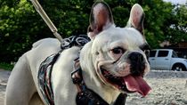Joseluis, el perrito robado en Cipolletti. Pablo, su dueño, habló con LMC. Joseluis, el perrito robado en Cipolletti. Pablo, su dueño, habló con LMC.