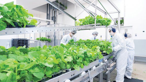 La vacuna vegetal mostró una eficacia del 71%