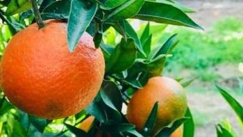 La cáscara de naranja puede ser repelente, perfume o insumo con beneficios para la salud.
