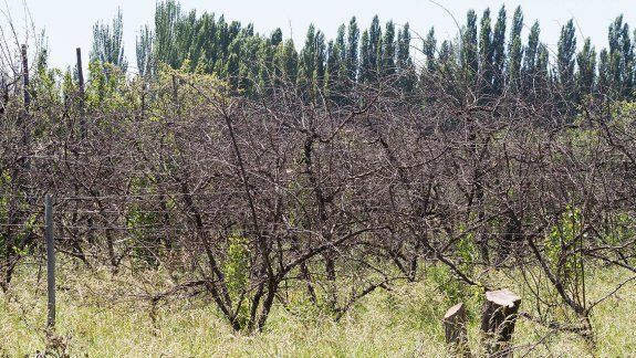 Fuerte rechazo al proyecto municipal de Banco de Tierras