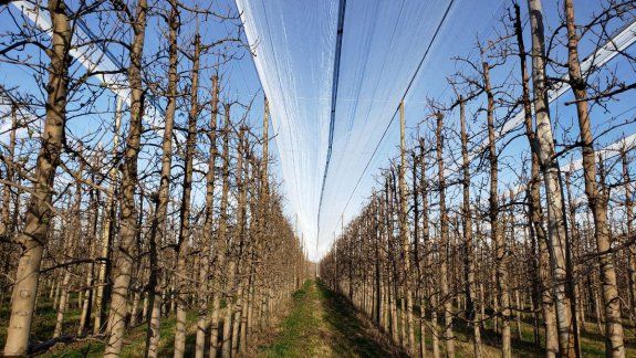 Las mallas antigranizo cubren 80 hectáreas del Alto Valle 