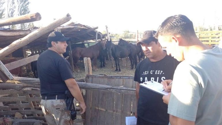 Fueron por una denuncia de maltrato animal y se encontraron una faena clandestina