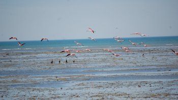 el jagüel, una playa exclusiva para aves
