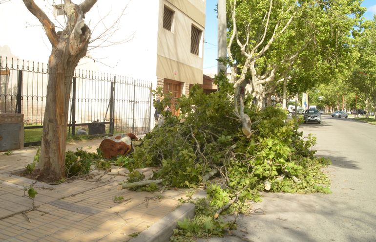 Uno de los árboles caídos por el temporal de viento. Foto Antonio Spagnuolo.